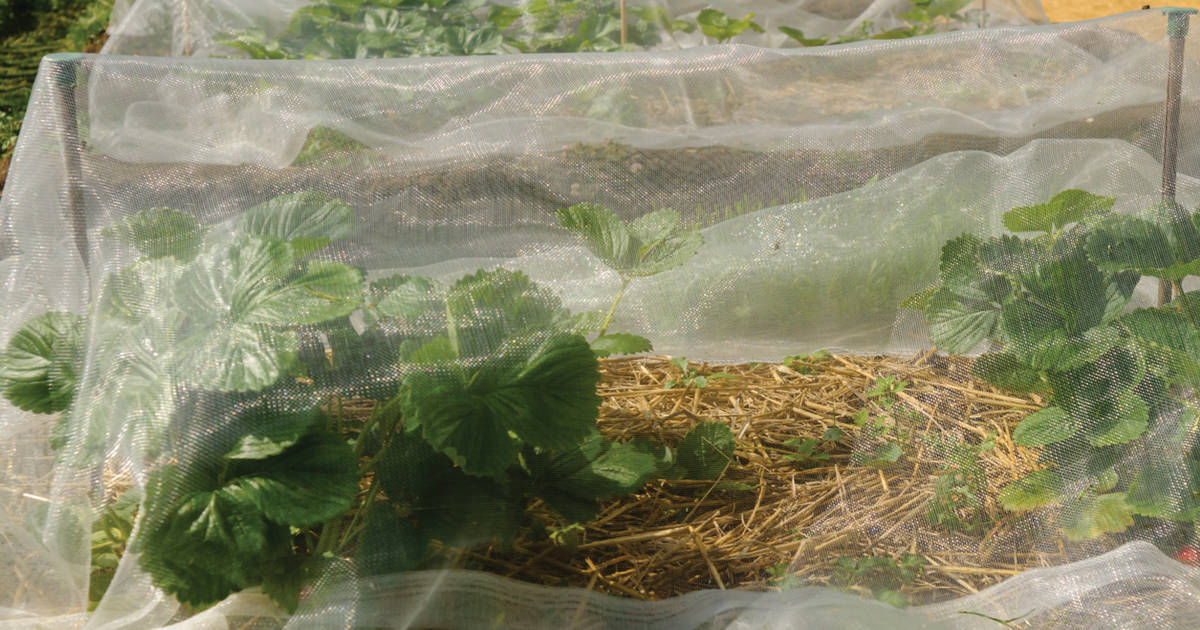 Light netting protecting plants from pests