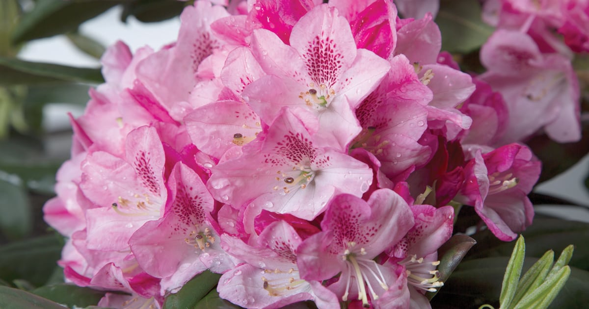 The splendor of these pink to hot pink bloom heads of Southern Living Southgate Rhododendron