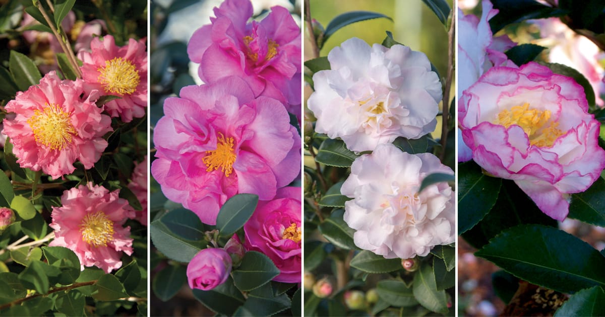 Camellia collage from left to right of October Magic Carpet Camellia, October Magic Rose Camellia, October Magic Snow Camellia, and October Magic Inspiration Camellia.