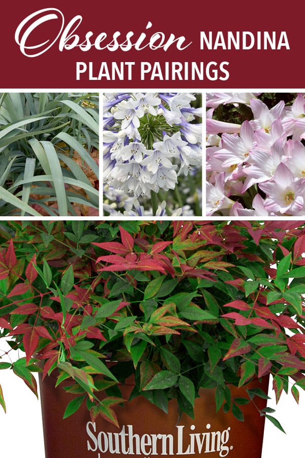 Photo collage of Obsession Nandina and its companion plants from Southern Living