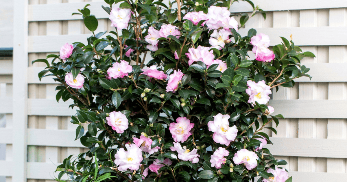 October Magic® Orchid Camellia with soft pink blooms and glossy evergreen foliage, adding elegant color and structure to a garden landscape