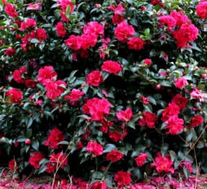 Ruby October Magic Camellia covered in petite, ruby-colored double camellia blooms on dark green foliage