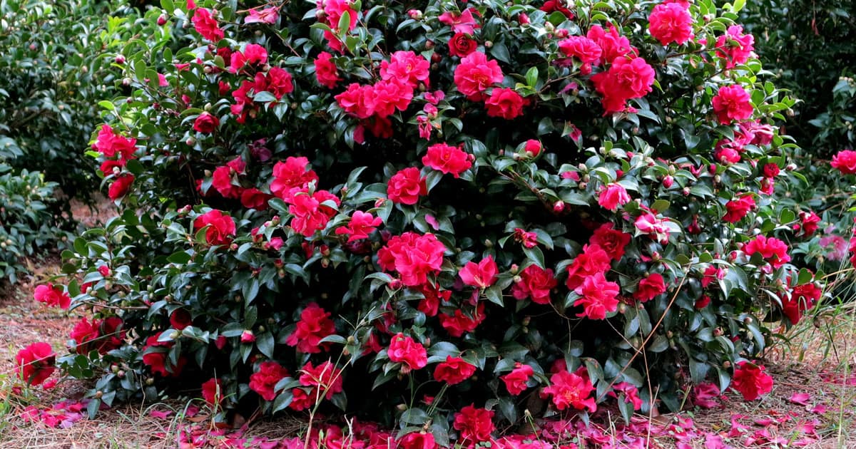 Ruby October Magic Camellia covered in petite, ruby-colored double camellia blooms on dark green foliage