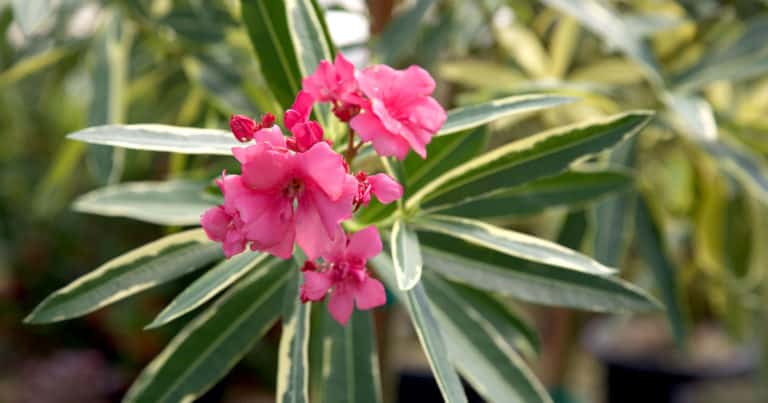 Twist of Pink™ Variegated Oleander - Southern Living Plants