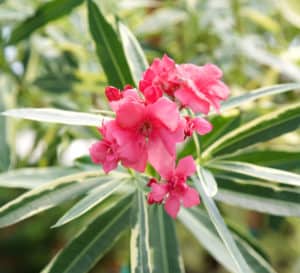 Close up of Twist of Pink Variegated Oleander with deep pink blooms and creamy white variegated foliage