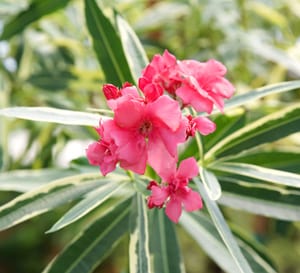Close up of Twist of Pink Variegated Oleander with deep pink blooms and creamy white variegated foliage.