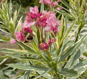 Twist of Pink Variegated Oleander with deep pink blooms and creamy white variegated foliage.