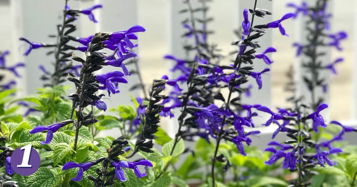 Nectar Blue Salvia with black and blue blooms and green foliage.