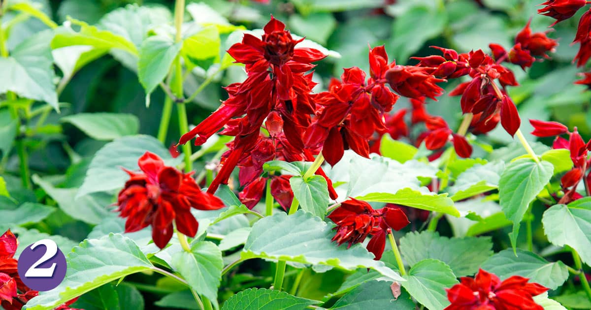 Saucy Red Salvia with scarlet-red flowers and green foliage.