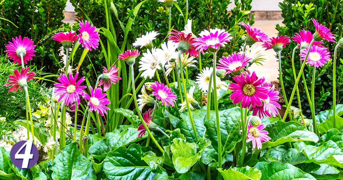 Fuchsia Garden Jewels Gerbera Daisy in a perennial garden bed
