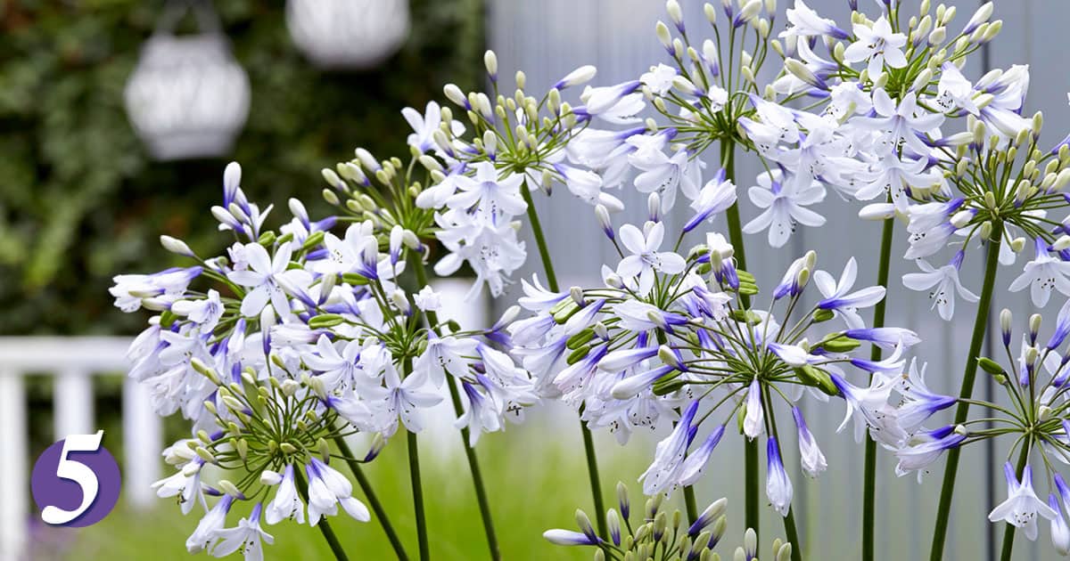 Indigo Frost Agapanthus with bi-color flowers that change from blue in the center to white on the petals edge with green strap-like foliage.
