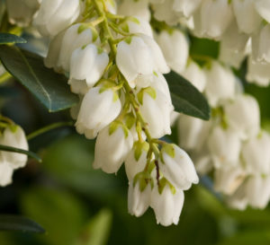 Coppertop™ Sweet Viburnum