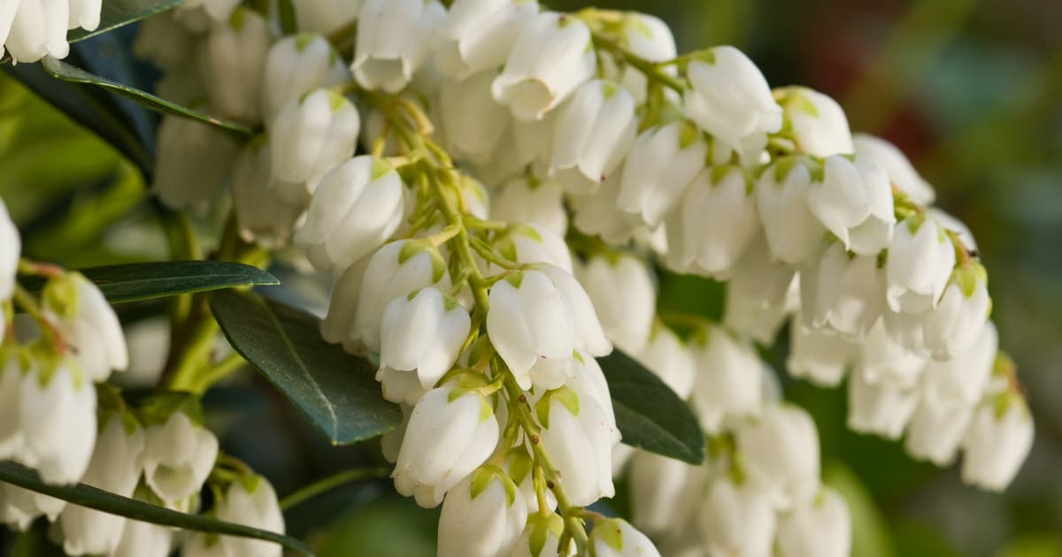 Close up of Mountain Snow Pieris with white bell-shaped blooms and green foliage.