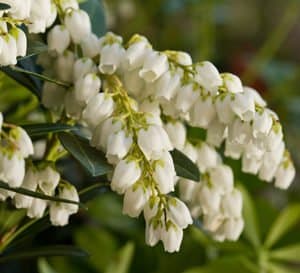 Close up of Mountain Snow Pieris with white bell-shaped blooms and green foliage.