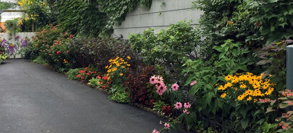 Goodbye drab walls and fences, hello color! Sometimes the side yard serves as little more than a driveway or parking space. This concrete jungle provides the perfect “blank slate” for creating a garden oasis to welcome you home at the end of a long day.