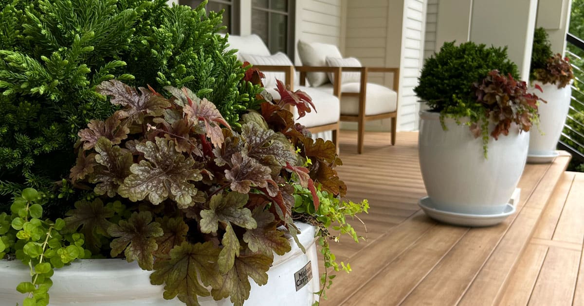 Arborvitae Pancake in container at Southern Living Idea House on porch