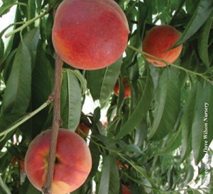 Fiesta Gem Yellow Peaches on tree with orange-red skin and green foliage.