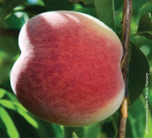 Close up of Fiesta Gem Yellow Peach with orange-red skin and green foliage.