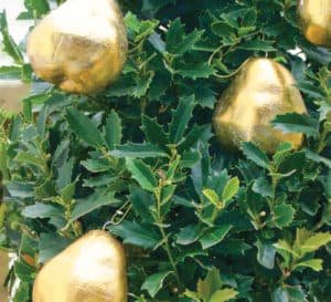 Oakland Holly container plant with golden pear ornaments hanging on it.