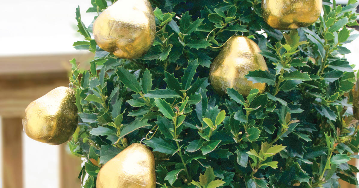 Oakland Holly container plant with golden pear ornaments hanging on it.