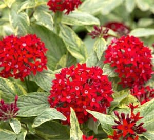 Close up of Stars and Stripes Pentas with scarlet red flowers and green foliage.