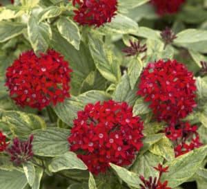 Close up of Stars and Stripes Pentas with scarlet red flowers and green foliage.
