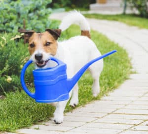 White terrier with brown head walks along a brick pathway carrying a blue plastic watering can in his mouth