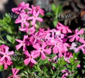 Paparazzi Series Phlox with five petaled pink flowers and green foliage.