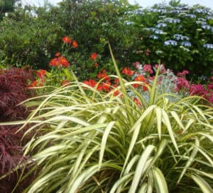 blondie phormium with bright variegated foliage and a unique weeping habit