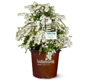 Potted Mountain Snow Pieris with white bell-shaped bloom and green foliage.