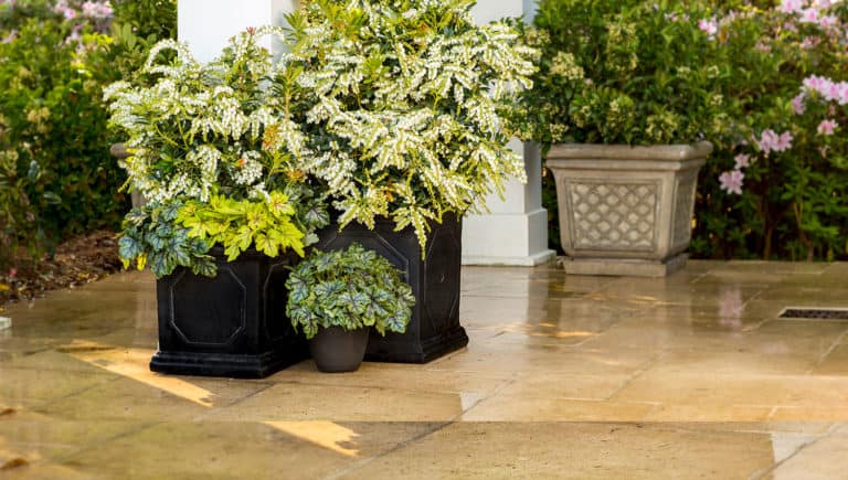 Potted Mountain Snow Pieris in a patio landscape with white bell-shaped bloom and green foliage.