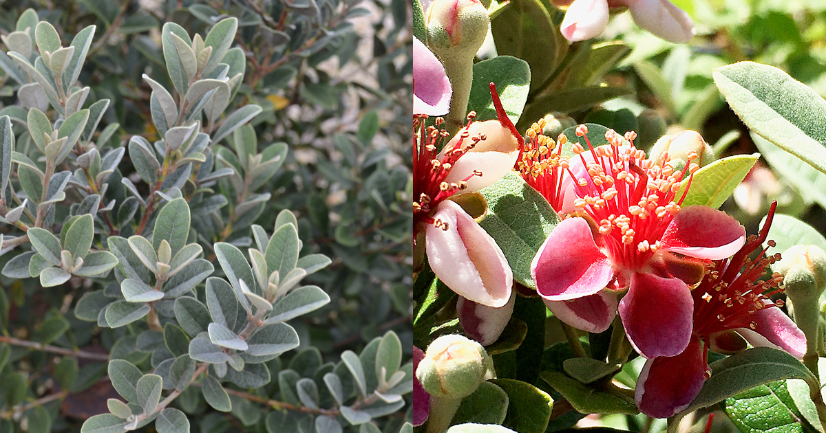 Pineapple Guava ‘Bambina’ shrub with silvery-green foliage and striking red and pink flowers, showcasing ornamental leaves and vibrant blooms in a garden setting