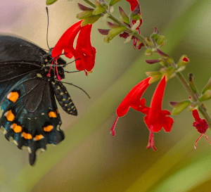 PipevineSwallowtail-Butterfly-with-Salvia.png