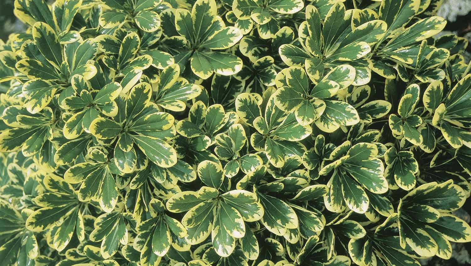 Close up view on Mojo Pittosporum foliage that is medium green with large cream colored margin