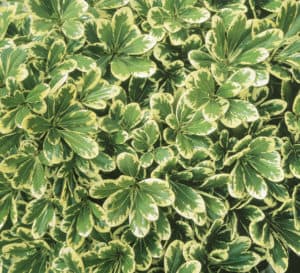 Mojo is a tough, dwarf evergreen shrub with dense variegated foliage and better cold-hardiness than other pittosporum