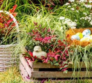 Easter basket-like containers of ornamental grass Carex and Southern Living Nandinas