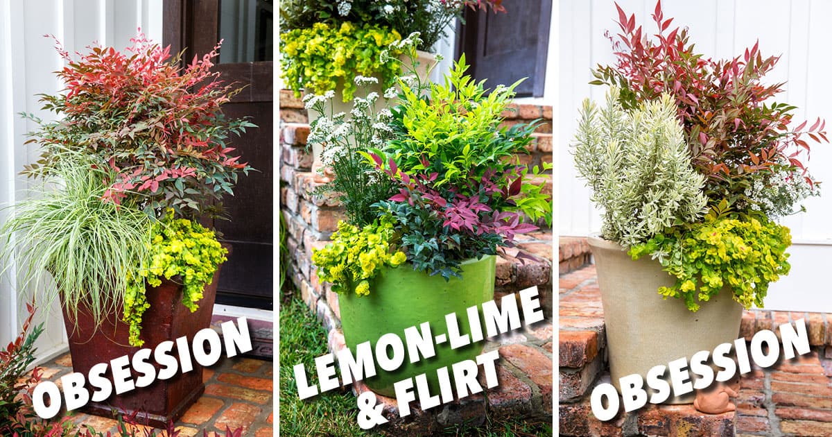 Plant Combinations Obsession Nandina Containers for Easter Morning 1200x6303
