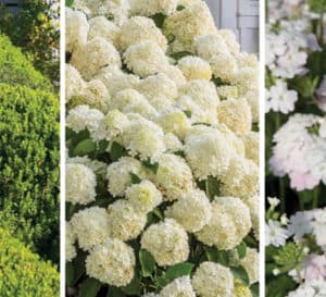 Plant combo for classic Southern plants including Boxwood and White Wedding Hydrangea