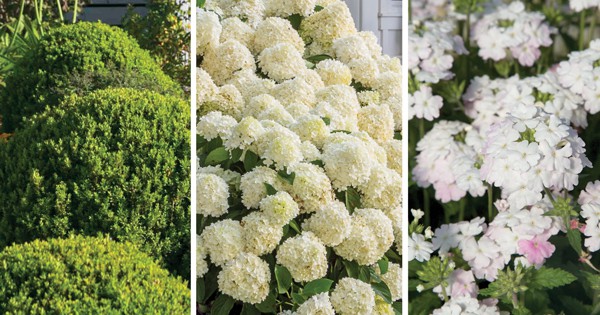Plant combo for classic Southern plants including Boxwood and White Wedding Hydrangea