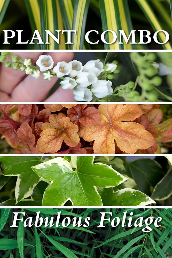 Plant Combinations Fabulous Foliage 600x900