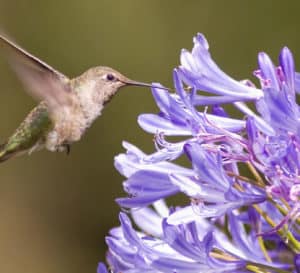 Colage of hummingbird attracting flowers