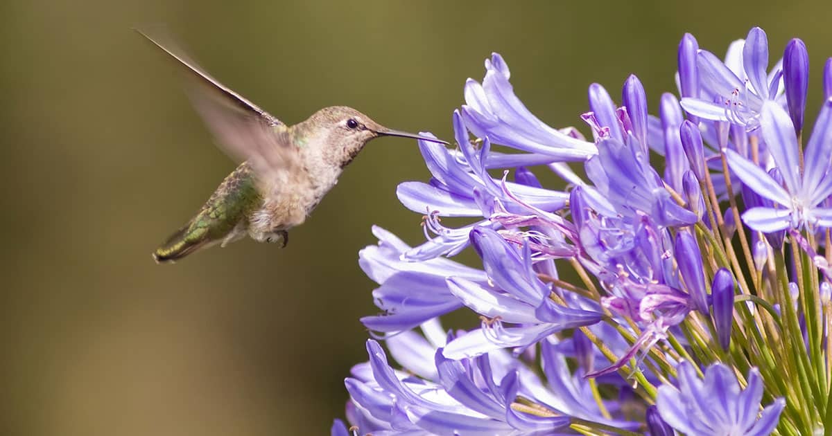 Colage of hummingbird attracting flowers