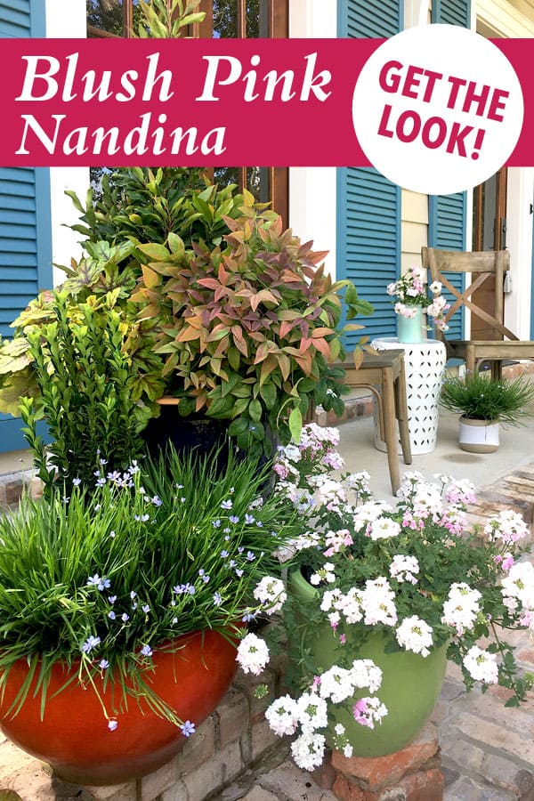 Photo collage showing golden and purple plants from Southern Living plant collection blush pink nandina