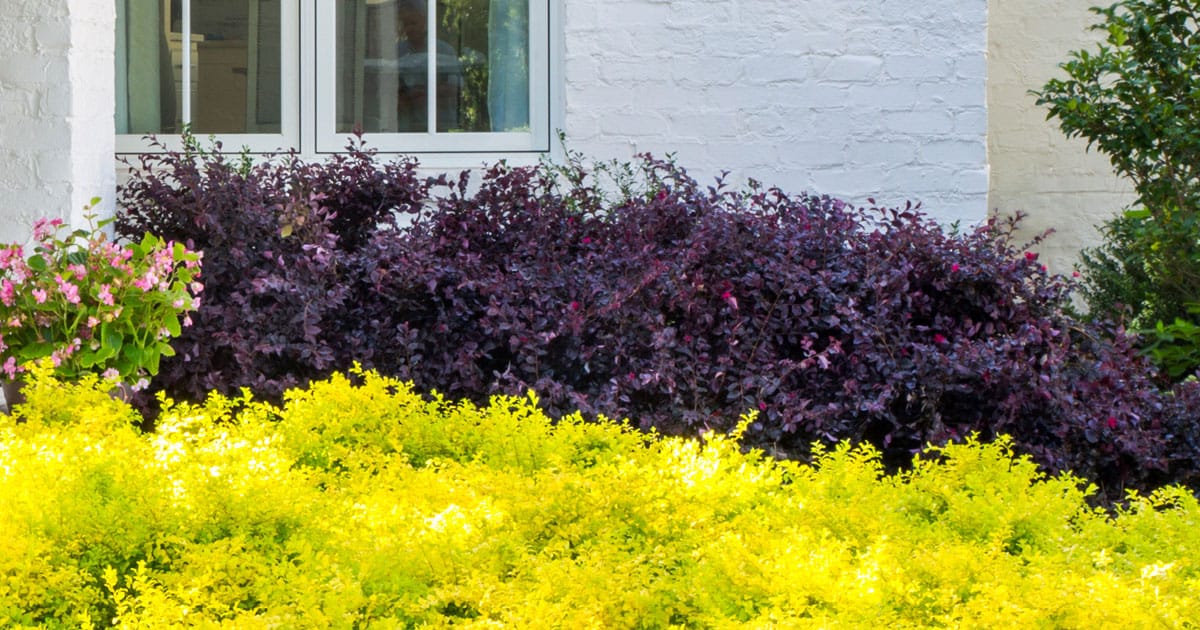 A dynamic duo of color and texture—Sunshine Ligustrum and Purple Daydream Dwarf Loropetalum perform beautifully together in the landscape