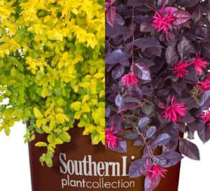 Photo collage showing golden and purple plants from Southern Living plant collection
