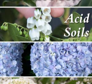 Photo collage of plants that love acid soil