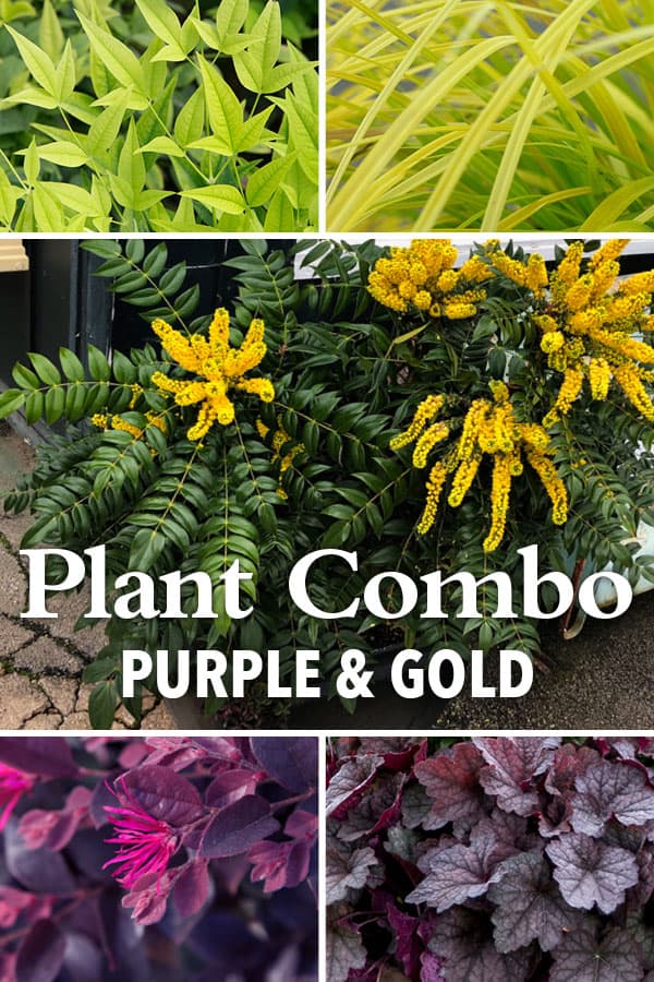 Plant Combo Bring Out The Blooms With Golden Foliage 3
