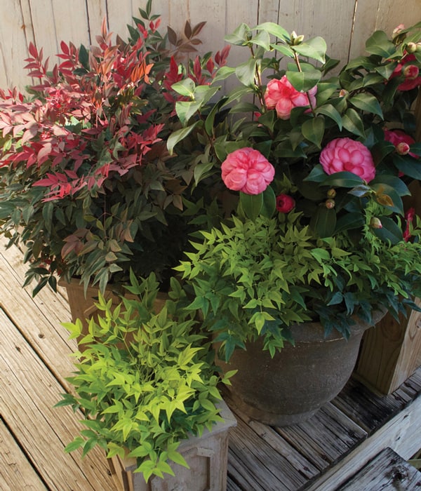 Southern Living Plant Combo including Obsession Nandina, Lemon-Lime Nandina and October Magic Camellias