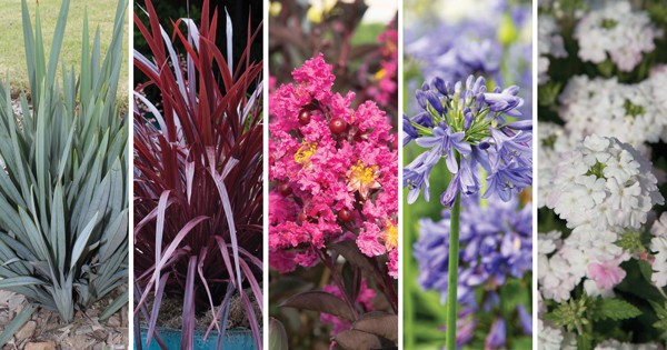 Photo collage of purple red and pink plants