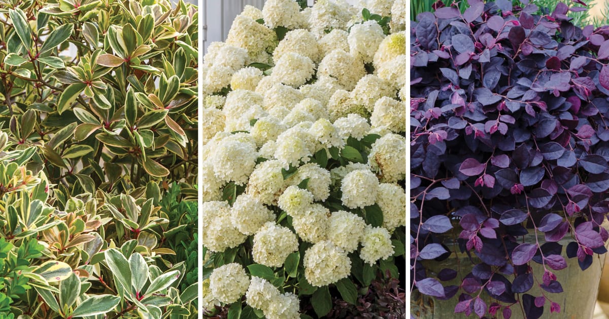 Photo collage showing plant combo to try using Southern Living plants